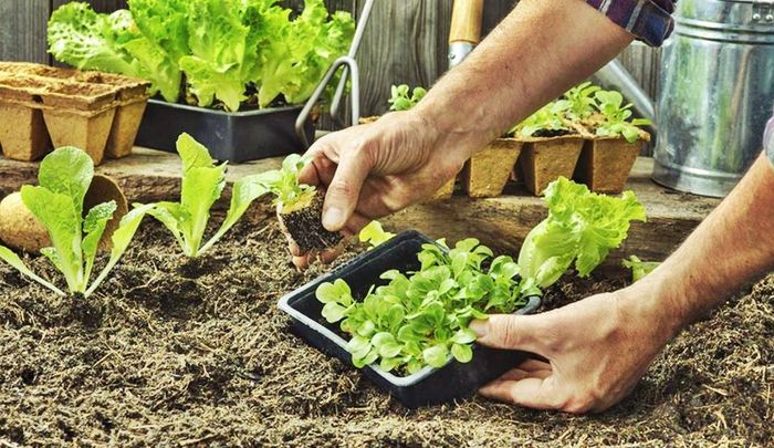 HUERTA DOMICILIARIA: cobertura vegetal, asociaciones benéficas y ecosistema diverso