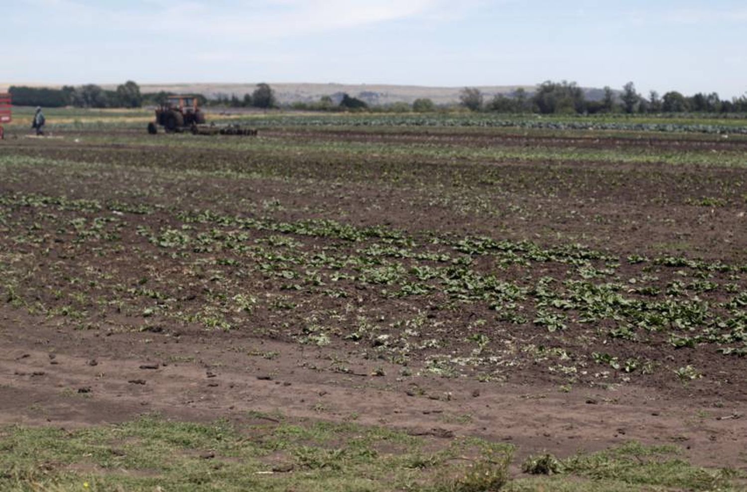 Buscan erradicar la explotación laboral en el cordón frutihortícola marplatense