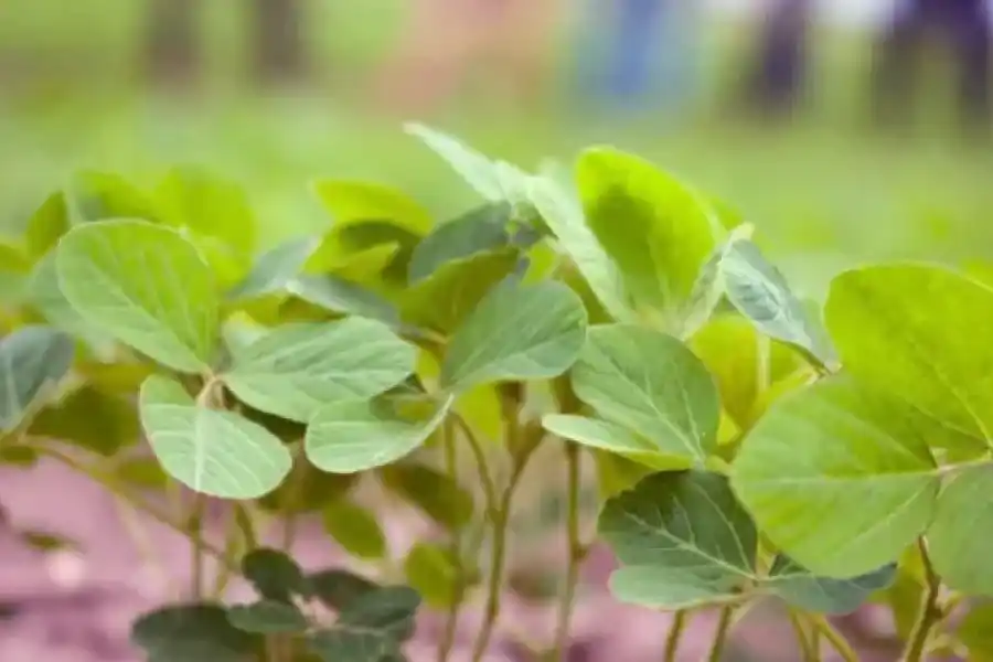 Siembra de soja bate nuevo récord al alcanzar los 1,15 millones de hectáreas en una semana