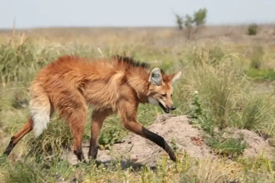 Liberaron dos aguará guazú en una reserva provincial