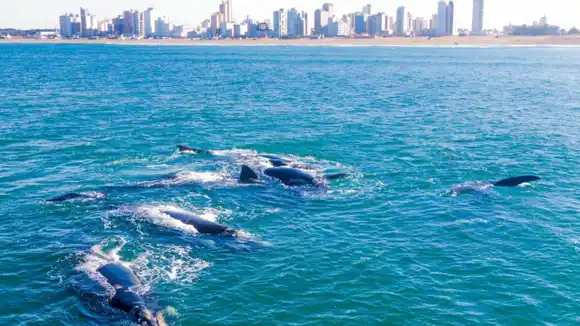 Necochea se posiciona como nuevo destino para el avistaje de ballenas en la costa bonaerense