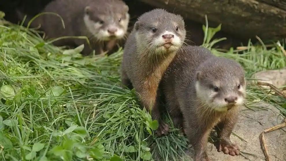 En un logro sin precedentes, Rewilding Argentina reintrodujo con éxito a la nutria gigante en el Gran Parque Iberá.