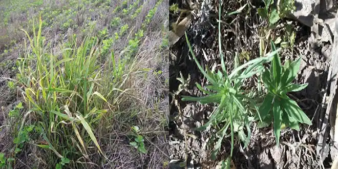 El problema del uso continuo de glifosato en la agricultura
