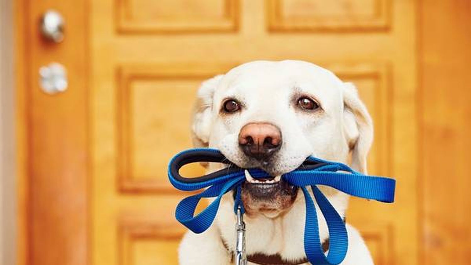 “Efecto Lassie”: tu perro puede ayudarte a estar en forma