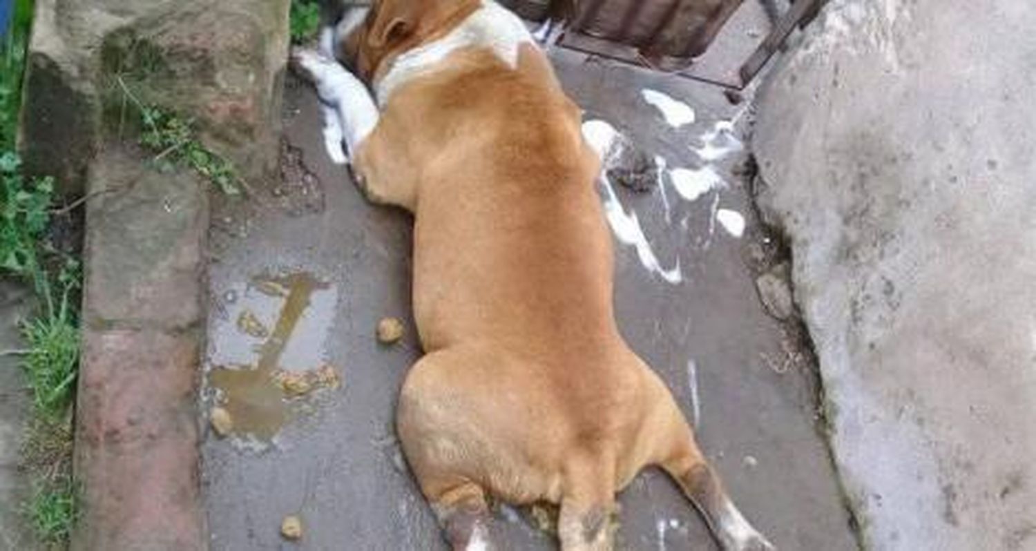 Otro perro envenenado