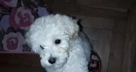 Perra perdida