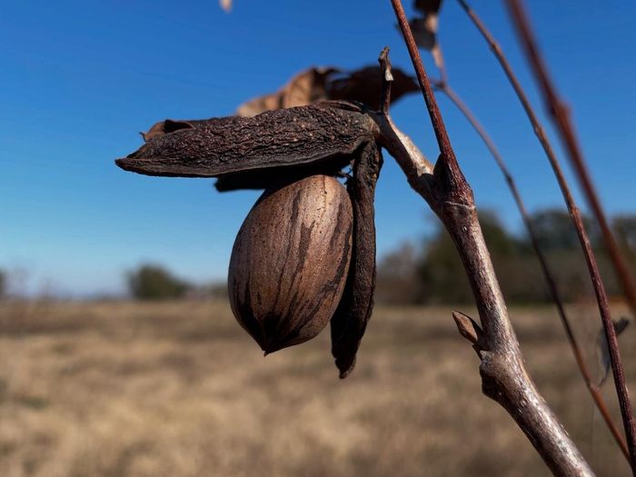 pecanito