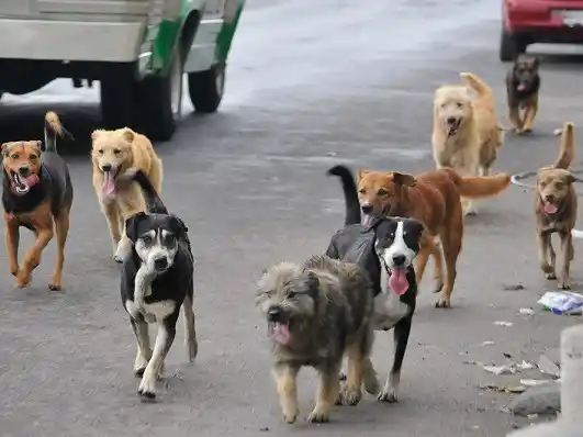 Este viernes se realizará una charla sobre la implementación del Programa de Equilibrio Poblacional de Perros y Gatos