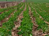 La cadena de la soja pretende ir hacia una agricultura ofensiva