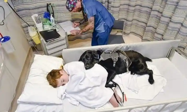 Un labrador que no se separa de su dueño ni cuando es internado