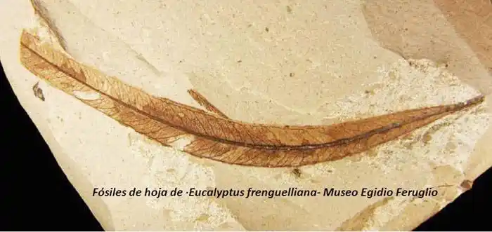 El Eucalipto, ¿árbol nativo de la Argentina?