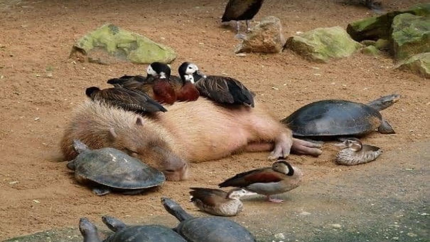 El TIERNO CAPIBARA es el roedor más grande y uno de los animales más pacíficos del mundo