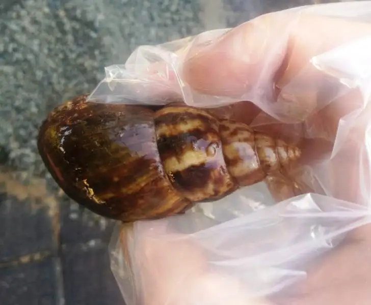 Alerta por presencia de caracoles gigantes africanos en Misiones