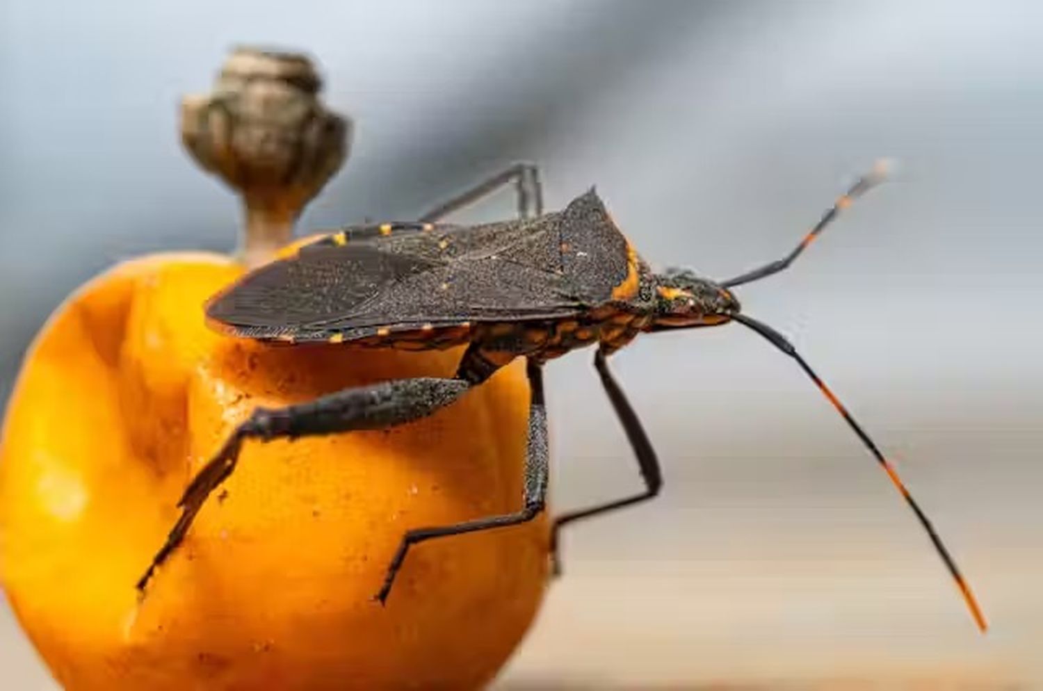chagas - 2