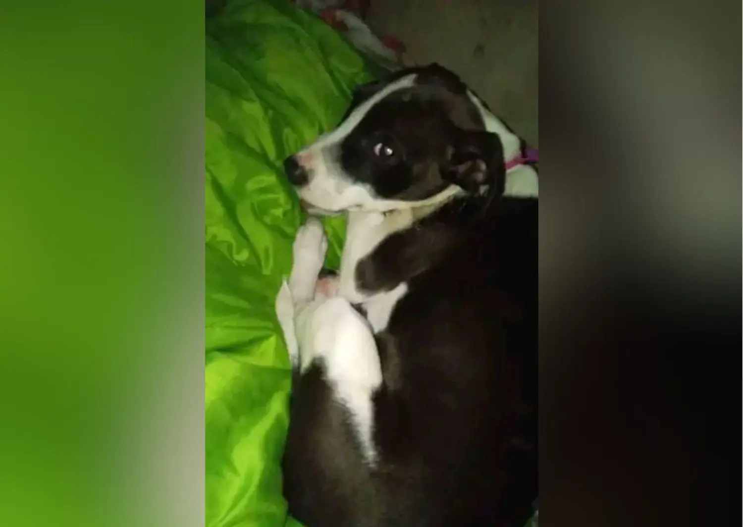 Mascotas: buscan a Olivia