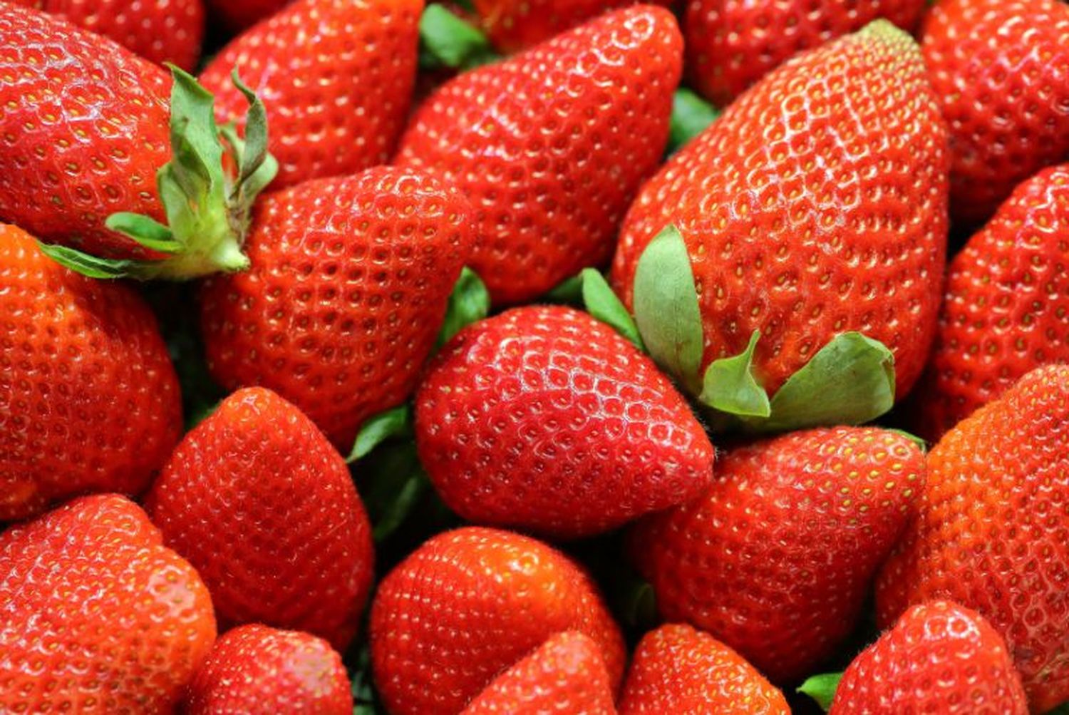 Bacterias benéficas para proteger las frutillas