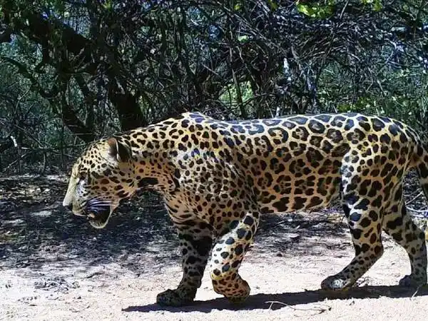 La Justicia formoseña llevará a juicio a los
cazadores que mataron a un yaguareté en 2023