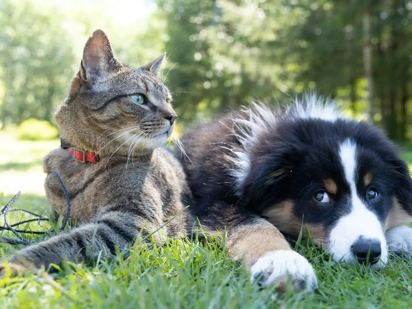 Prevención de enfermedades y cuidados claves en perros y gatos