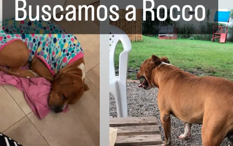 Buscan a Rocco