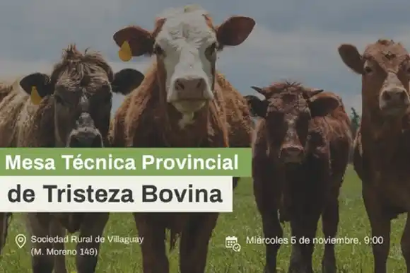La provincia y entidades de productores impulsan un programa para combatir la tristeza bovina