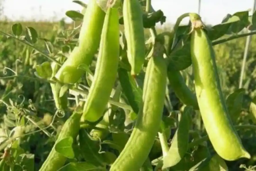 Fuerte impulso provincial para incorporar tecnología al sector de legumbres