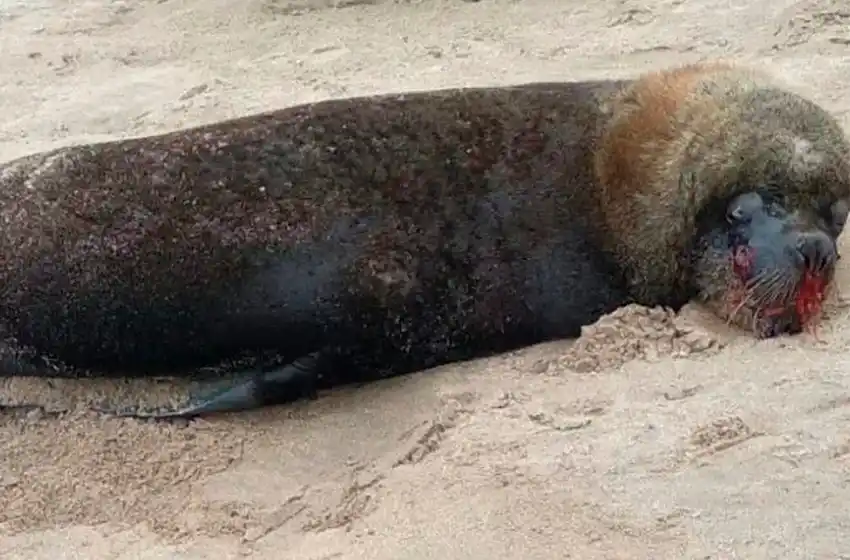 Un lobo marino fue salvajemente golpeado en un balneario de Mar del Plata: “Corre riesgo de vida”