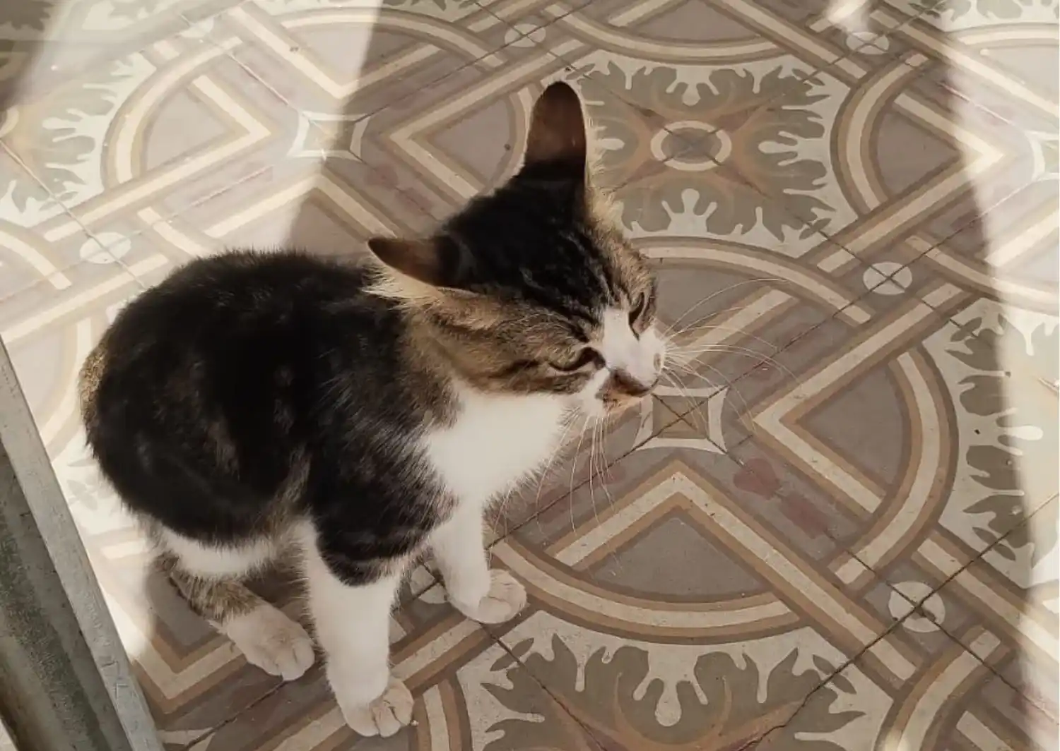 Encontraron un gatito en la Secretaría de Salud