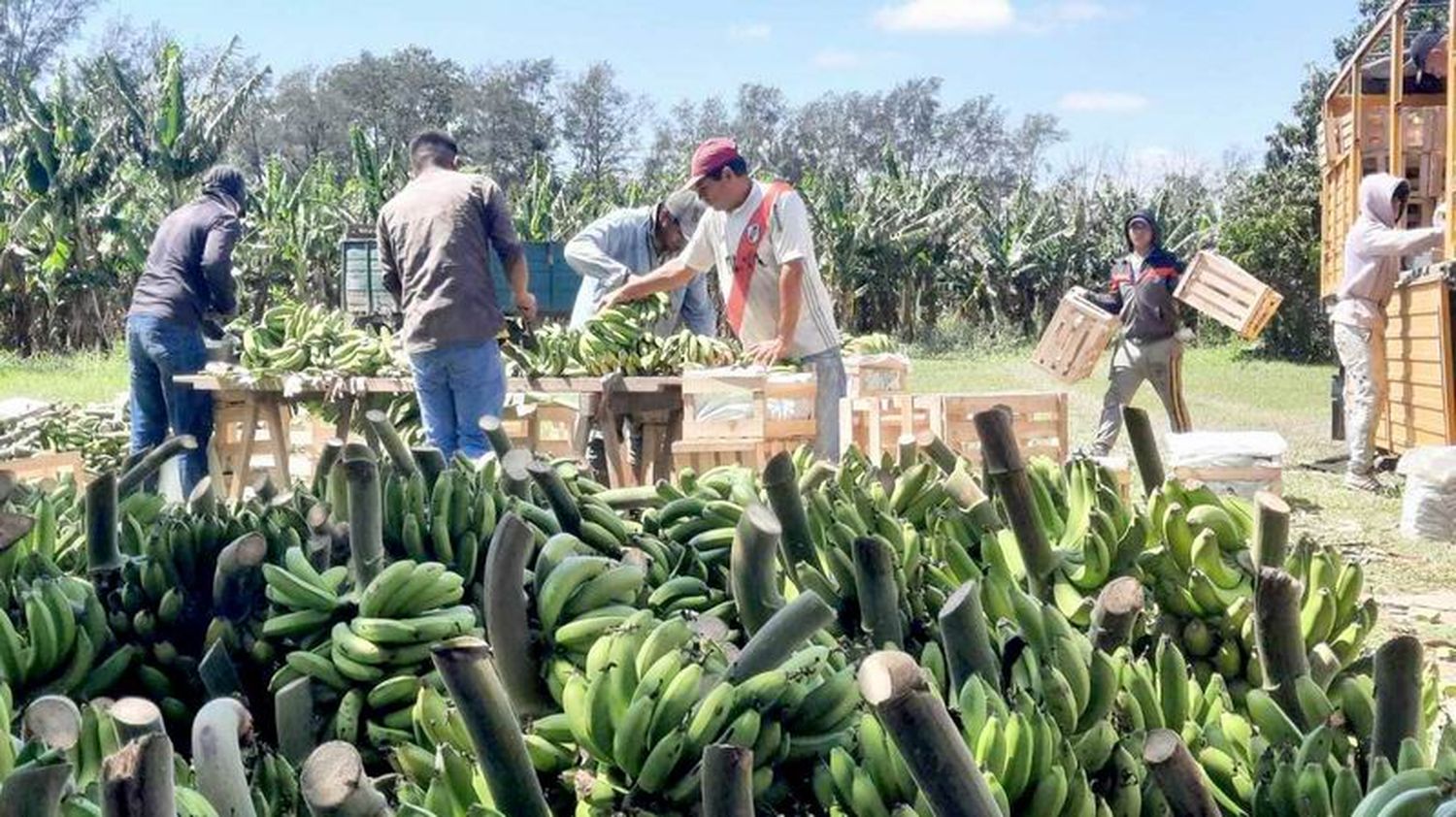 Es constante la asistencia del Gobierno
provincial a productores de banana