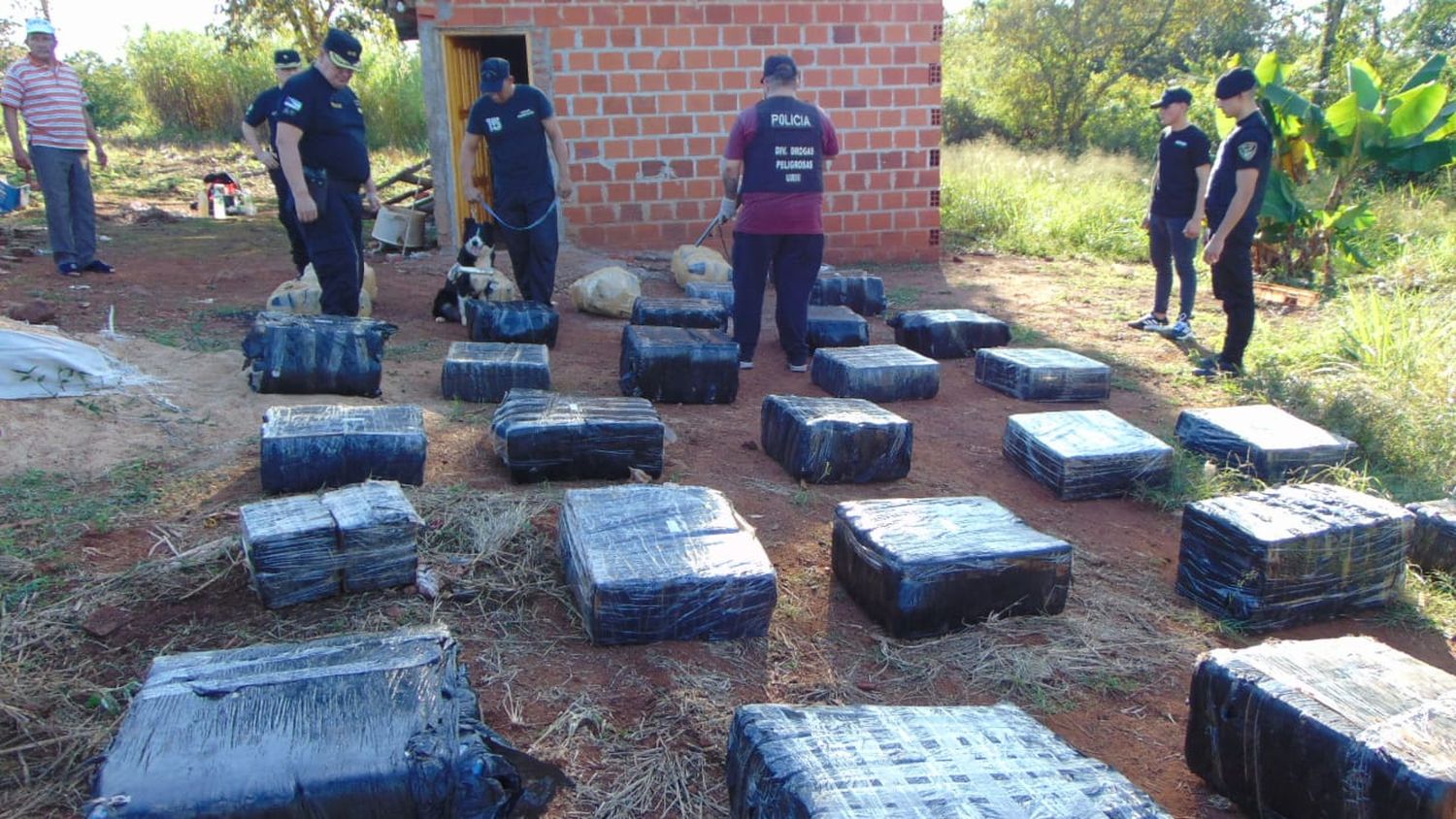 Eldorado | Decomisaron más de una tonelada de marihuana acopiada en una finca