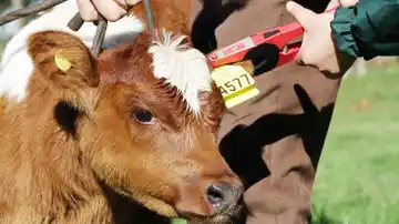 La identificación electrónica bovina, cada vez más cerca