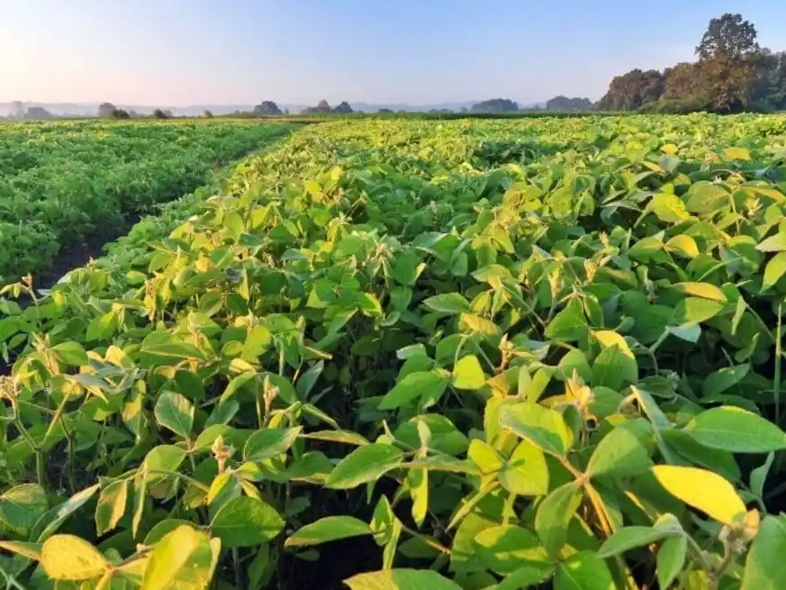 En soja de segunda hay margen para recuperarse, pero también hay crecimiento atrasado.