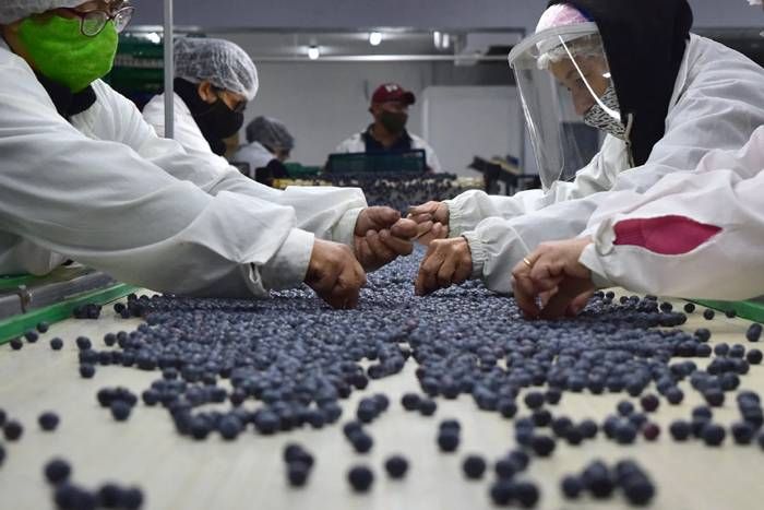 Investigadores entrerrianos trabajan en una nueva  variedad de arándano