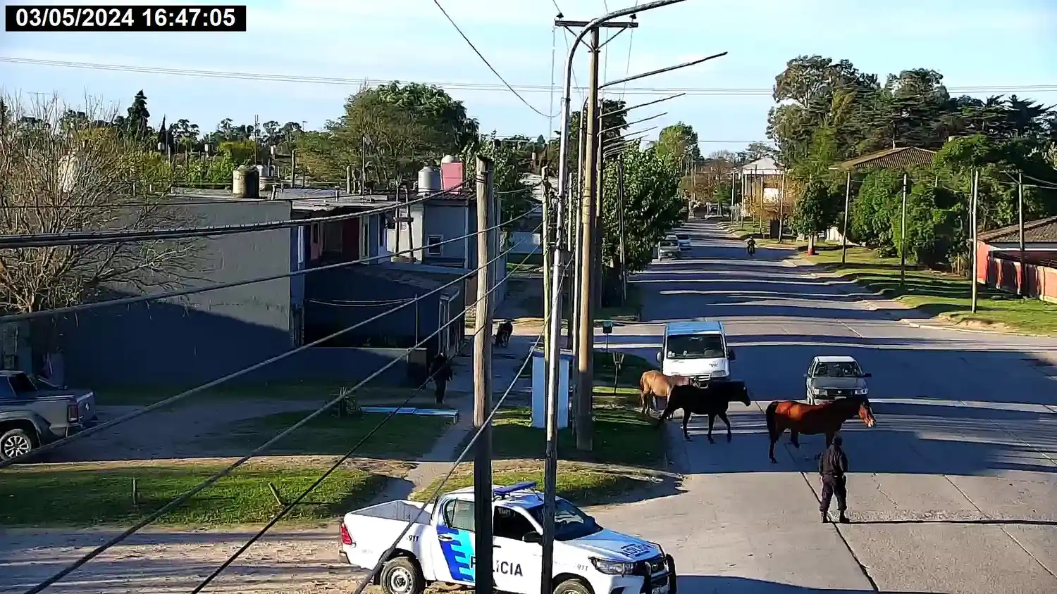 Caballos en la vía pública