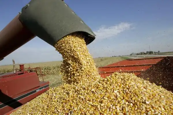 La mayoría de los cultivos ya está en etapa de cosecha