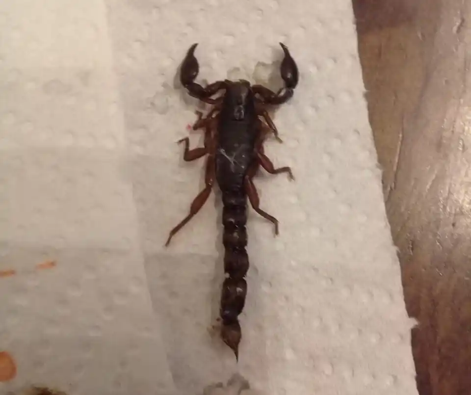 Cómo identificar alacranes venenosos de los inofensivos