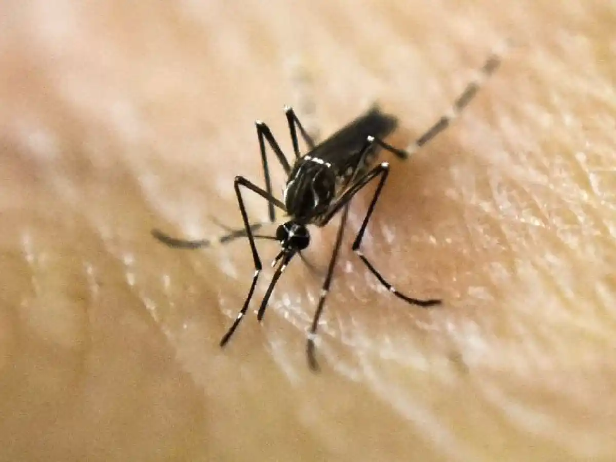 La OMS alertó que el cambio climático incide en la circulación de dengue