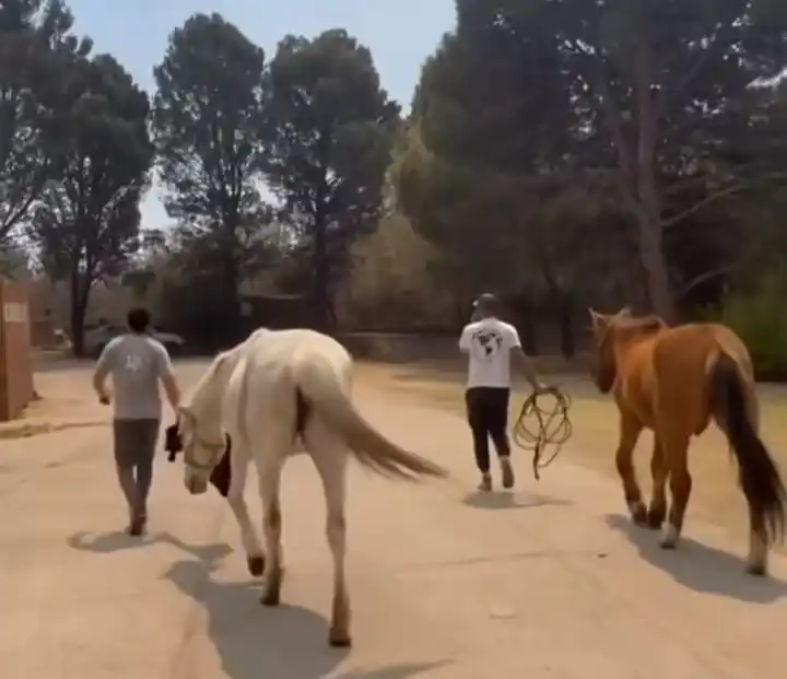 Voluntarios y proteccionistas rescatan animales atrapados por el fuego