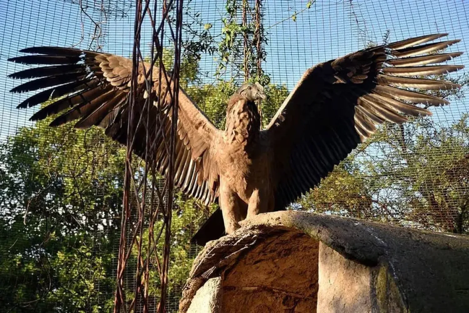 Murió el cóndor cordobés que había nacido en cautiverio: comió en una oveja envenenada