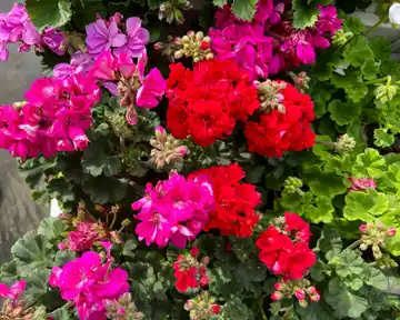 Geranios: la planta ideal para llenar la casa de flores y aroma todo el año