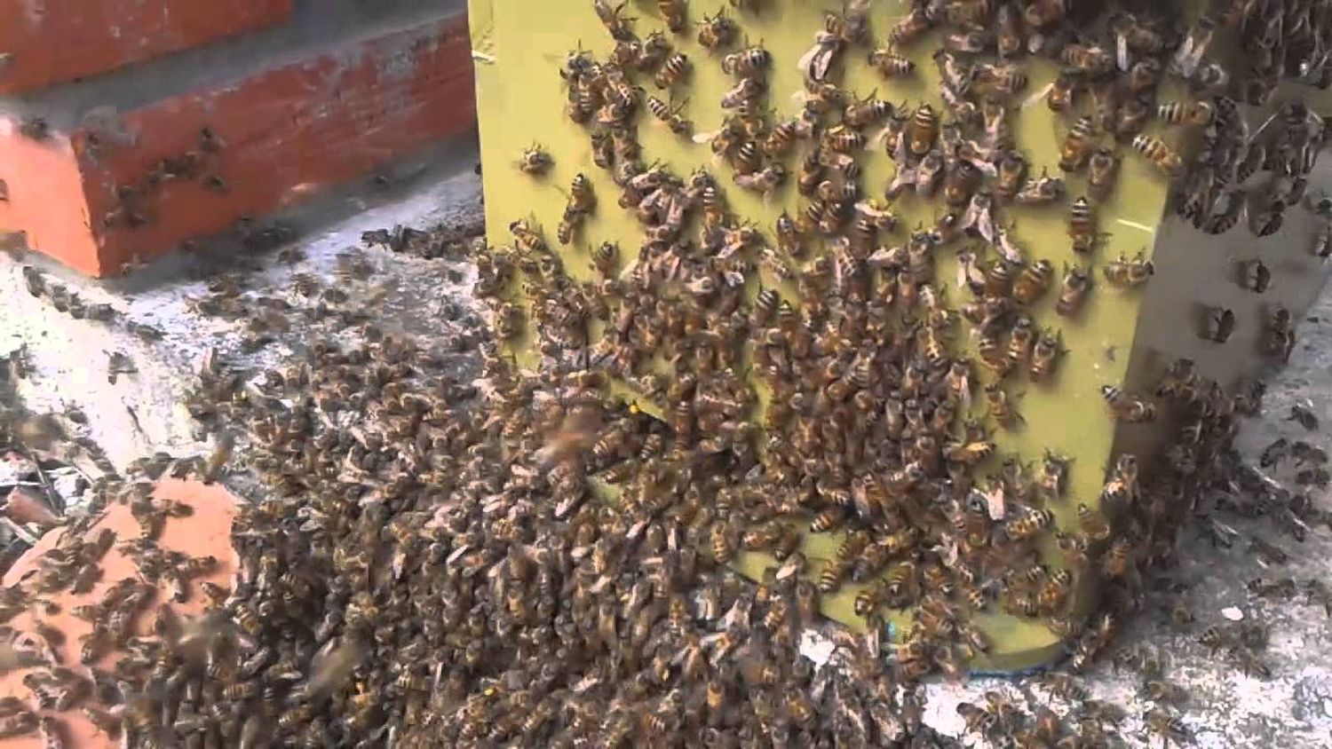 Abejas invadieron un colectivo y pusieron en peligro a todos