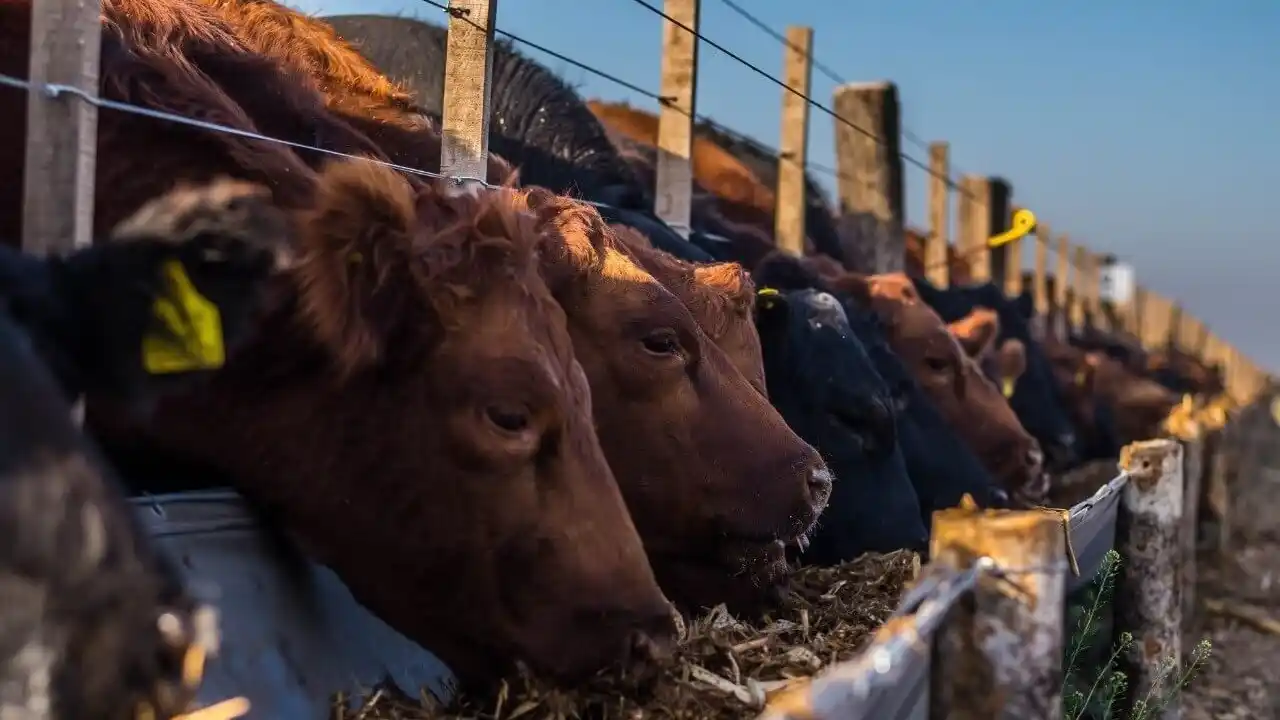 Productores ajustan manejos estivales para sostener consumo y rendimiento animal