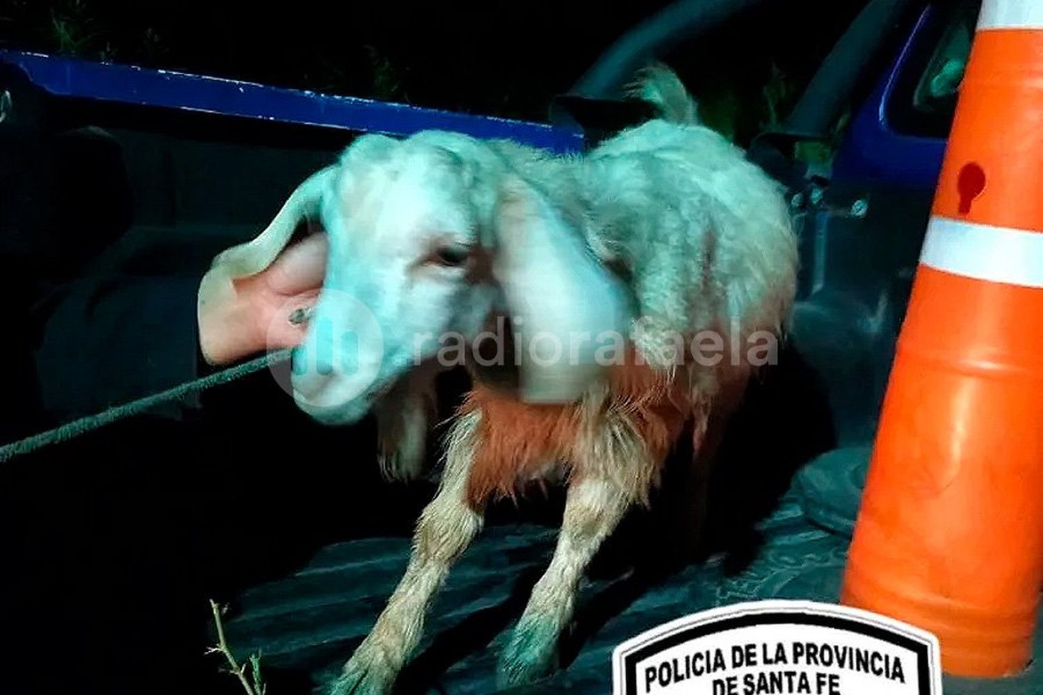 Lo vieron salir de la cuneta con un chivo al hombro: era robado