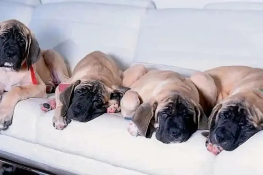 Revelan dónde están los perros de Milei: cómo viven los mastines del Presidente
