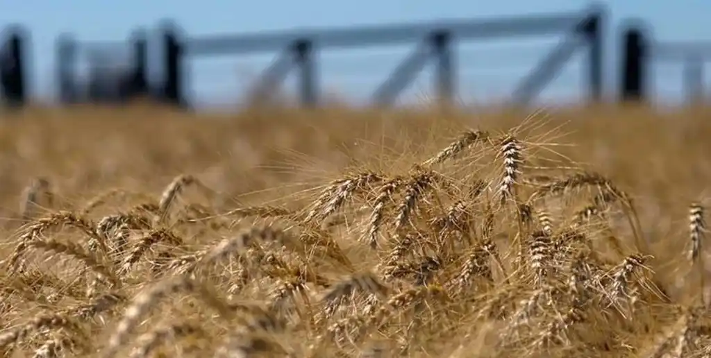 Las lluvias de julio sorprendieron y serán clave para el trigo 2025/26
