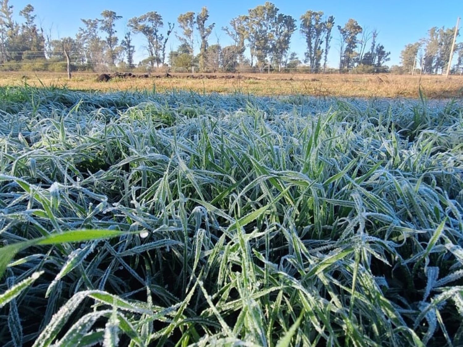 Lunes congelante en Entre Ríos: temperaturas bajo cero y sensación térmica extrema