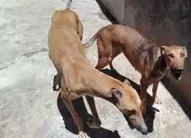 Buscan perrita galga