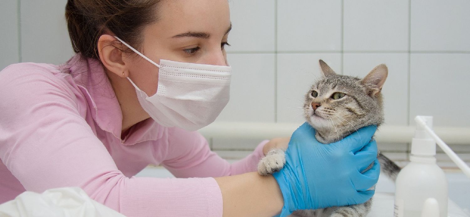 Las enfermedades zoonóticas son las que se transmiten de los animales a las personas.