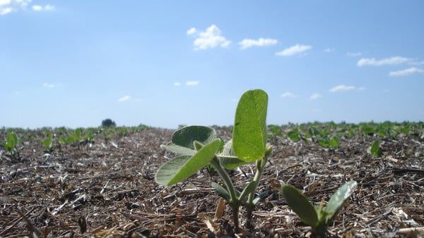 La soja sufre en la zona núcleo: cae un 45% la estimación de rinde