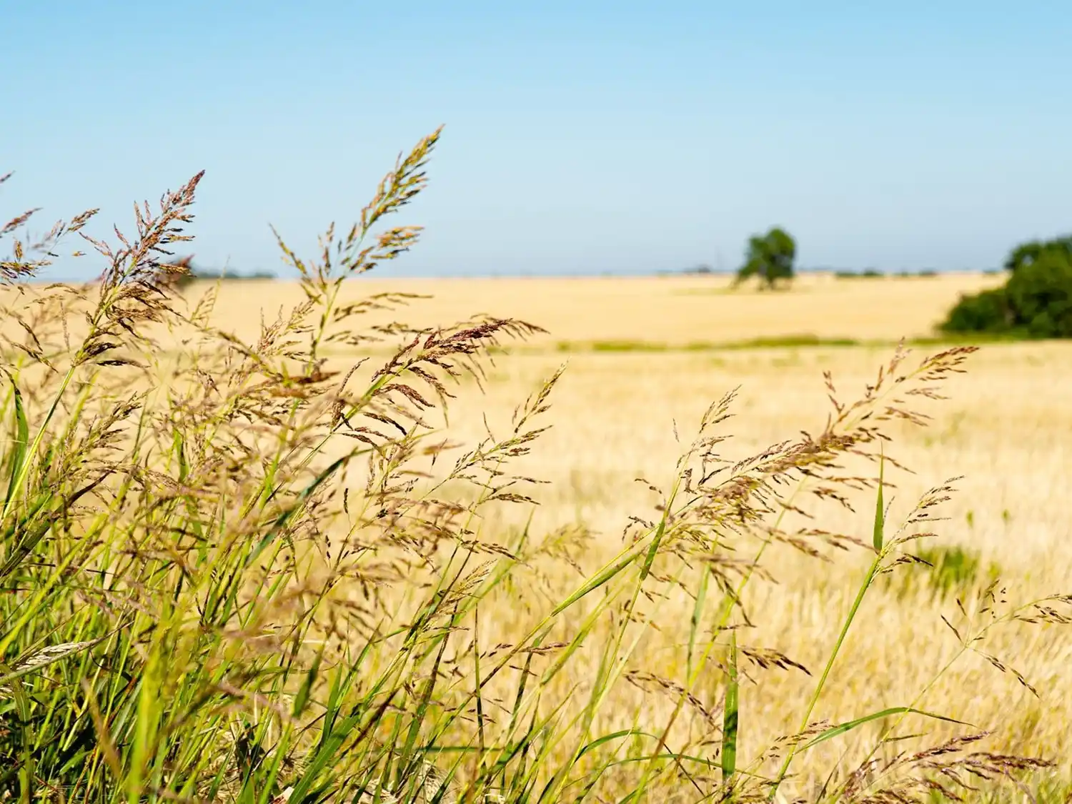 Está en marcha la distribución de boletas del Inmobiliario Rural