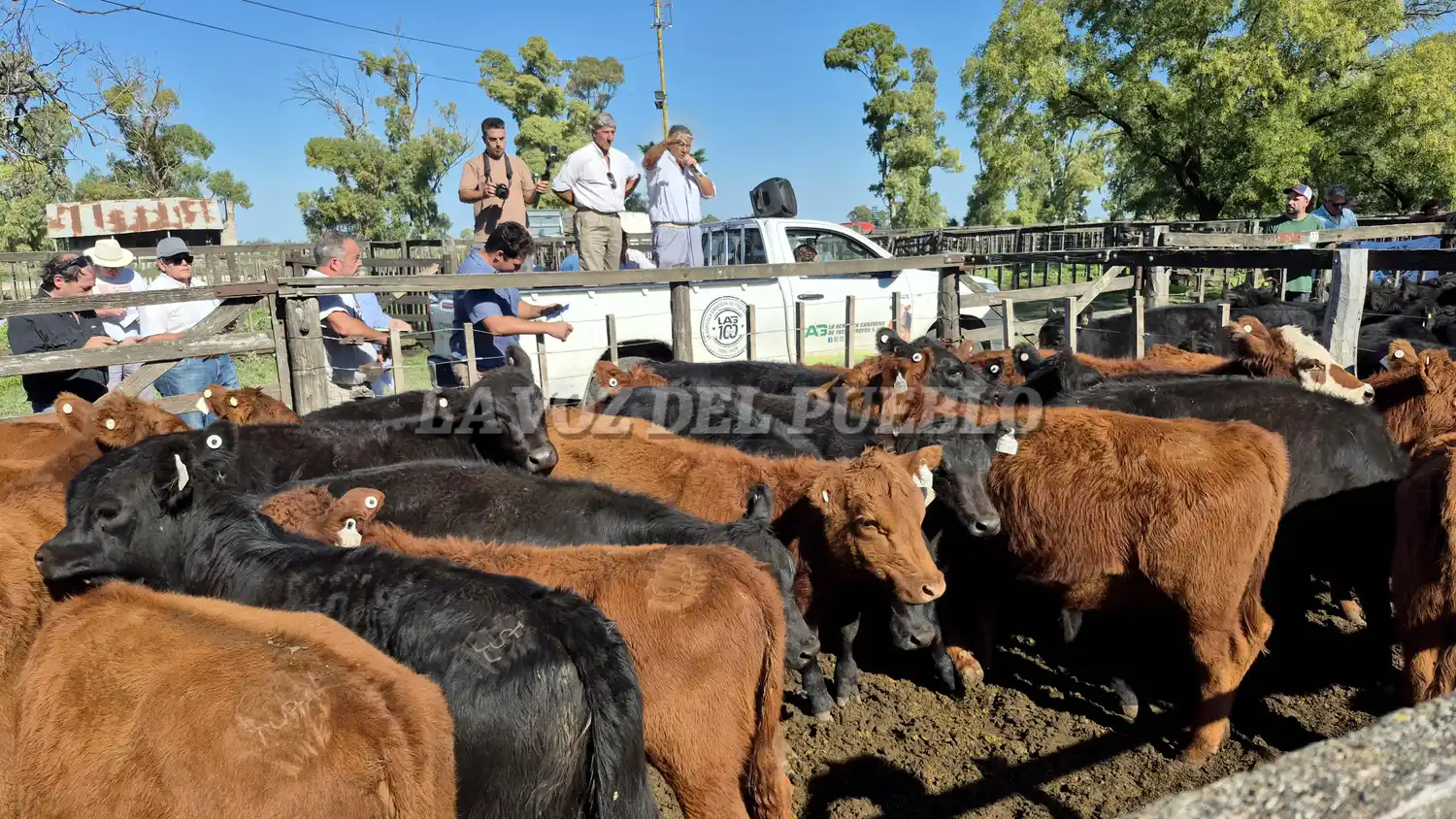La calidad fue protagonista en los corrales de Angus del Sudeste